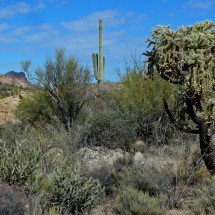 Cactuses on the way to Black Mesa in the Superstition Mountains (East of Phoenix)